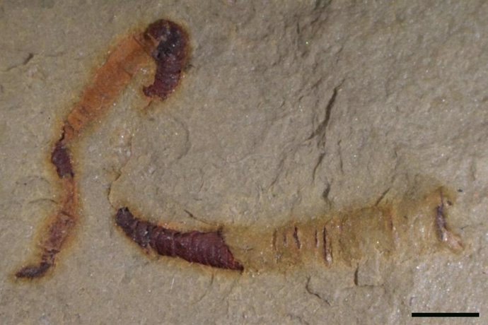 Tripas datadas en 550 millones de años baten los registros fósiles  