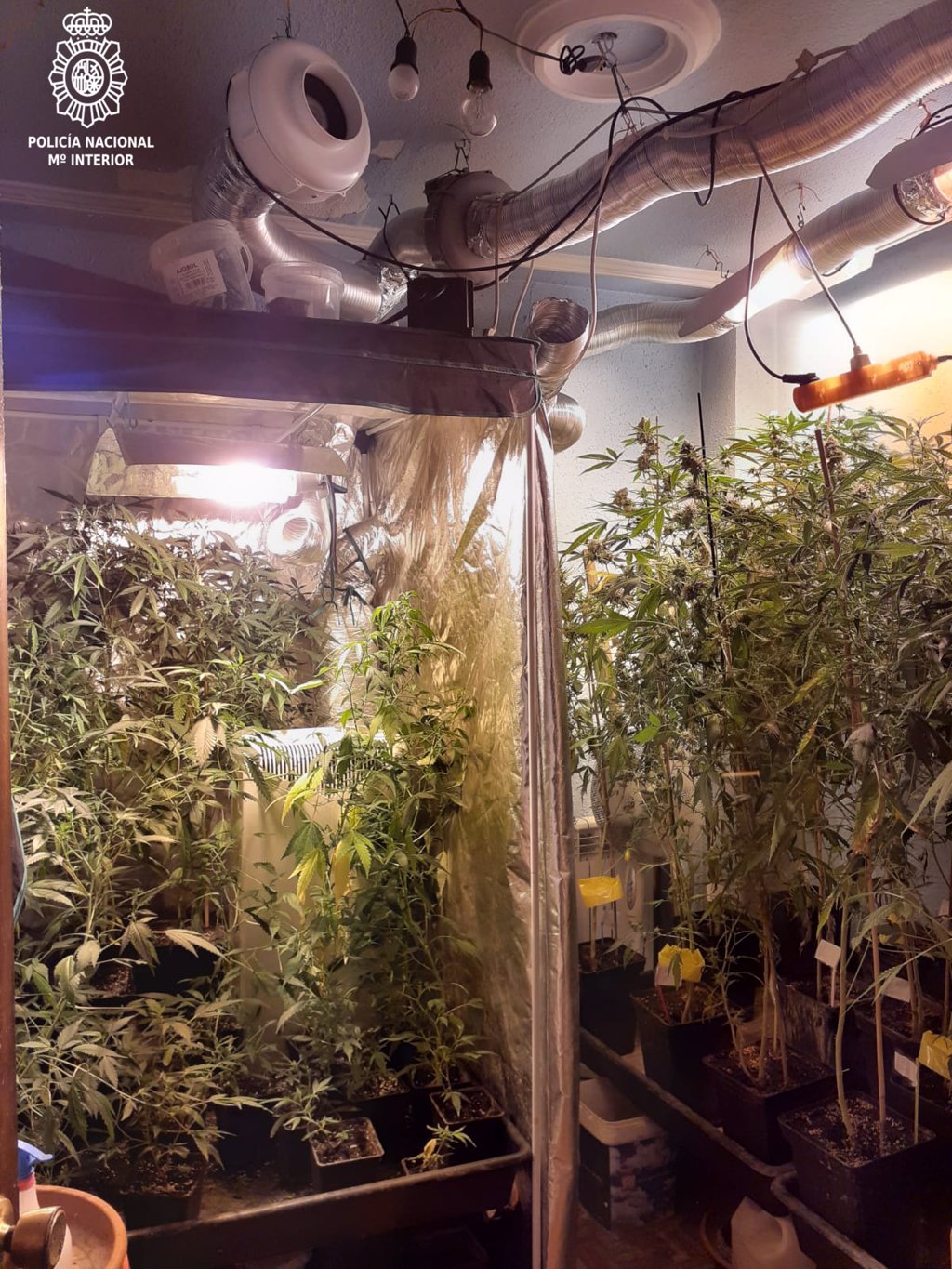 Desmantelada Una Plantación Indoor De Marihuana En Una Vivienda De Cazoña