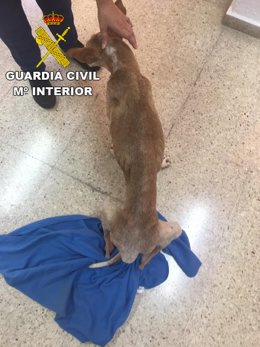 Agente de la Guardia Civil junto a uno de los perr