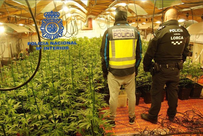 Imagen de la plantación de marihuana intervenida