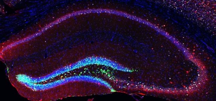 Células madre y neuronas generadas artificialmente en el cerebro de ratones