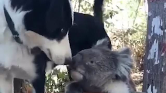 koala y perro