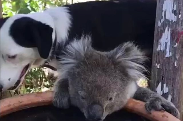 En plena ola de calor, un perro comparte su agua con un koala en un gesto que ha dado la vuelta al mundo