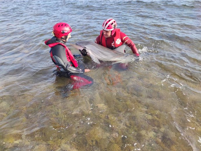 Voluntarios de Cruz Roja, atendiendo al delfín varado