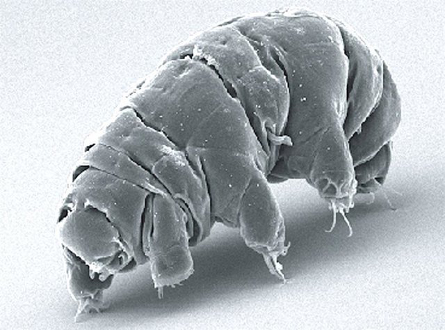 Milnesium tardigradum en estado activo.