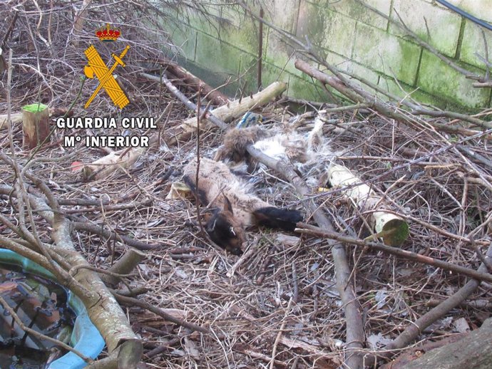 Estado de la finca con los cadáveres en su interior localizada en El Franco por la Guardia Civil.