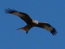 El milano real es un ave de rapiña en peligro de extinción