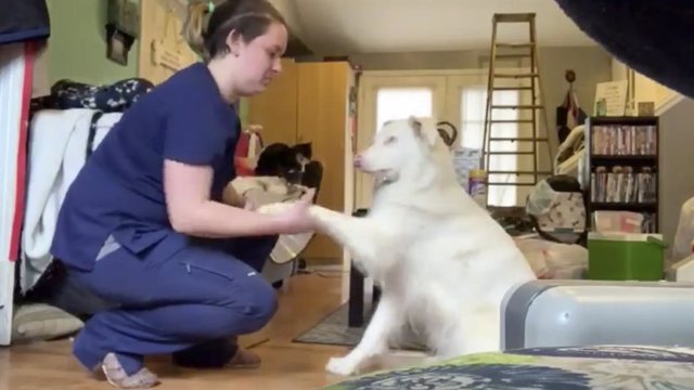Este perro no puede ver ni puede oír, pero es capaz de realizar trucos gracias al sentido del tacto