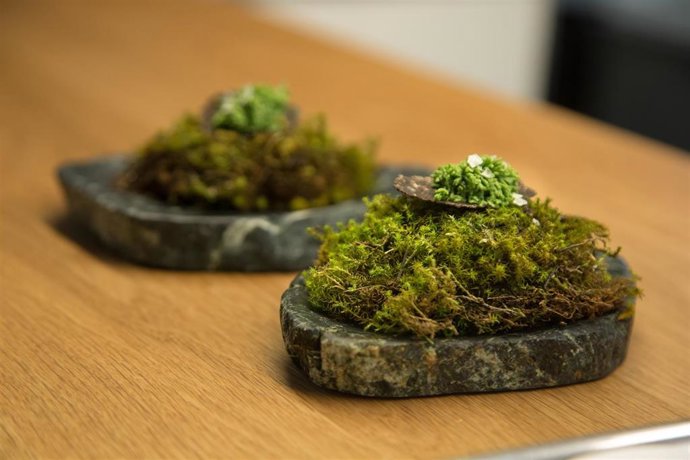 Plato de alta cocina