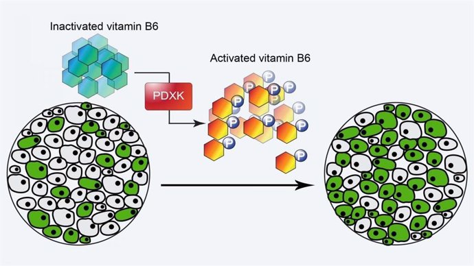 La enzima PDXK maneja la actividad de la B6, activándola cuando llega el momento de que las células se dividan. En la LMA, las células cancerosas (verdes) pueden aprovechar esto, aumentando rápidamente su número.