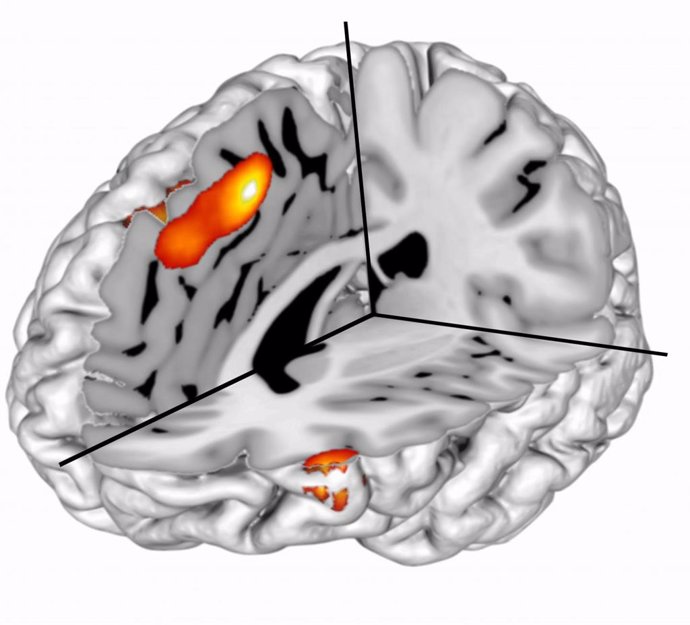 La actividad en el córtex del cíngulo anterior señala eventos sorprendentes durante el comportamiento motivado.