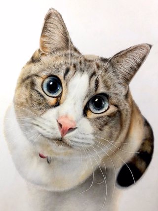 CATERS_REALISTIC_CAT_DRAWINGS_001_3340277