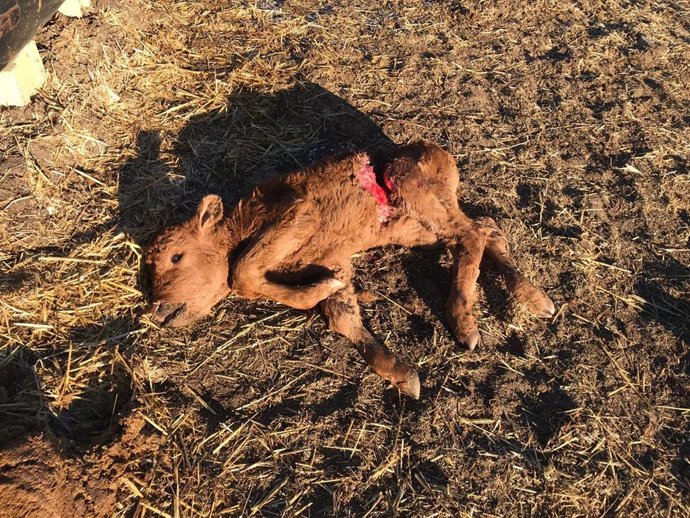 Ternera muerta por los lobos en El Herradón de Pinares (Ávila).