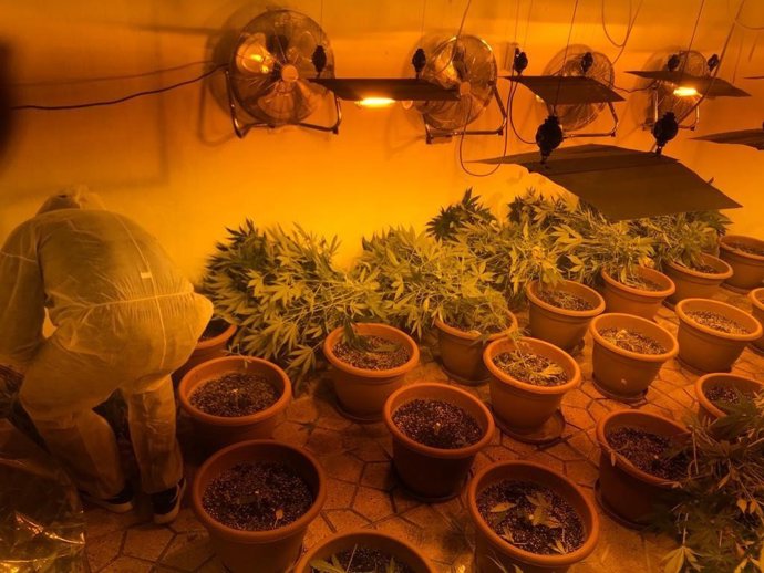 Imagen de parte de las plantas incauadas en la operación