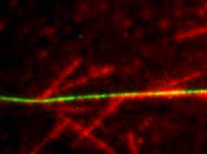 Los microtúbulos (rojo) se ramifican a partir de un microtúbulo de la plantilla (verde)