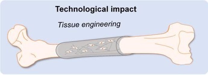 Investigadores utilizan biomateriales programables para convertir células madre 