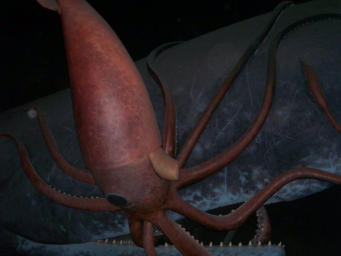 Secuenciado el genoma del esquivo calamar gigante