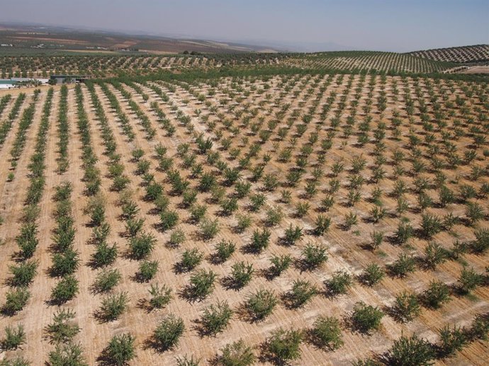 Plantación de almendros. Imagen tomada con dron por el CSIC.