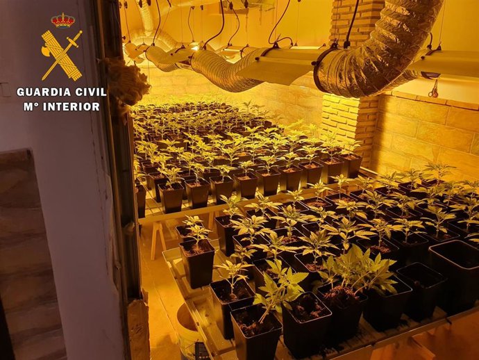 Imagen de archivo de una plantación de marihuana en una de las casas intervenidas por la Guardia Civil
