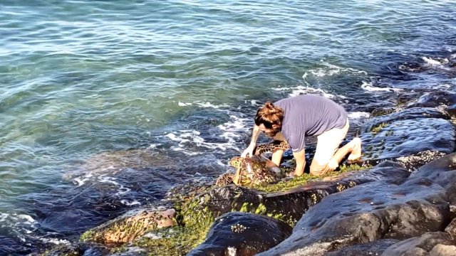 CATERS_TURTLE_IN_A_HOLE_009_3340666