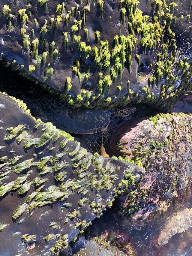 CATERS_TURTLE_IN_A_HOLE_001_3340657