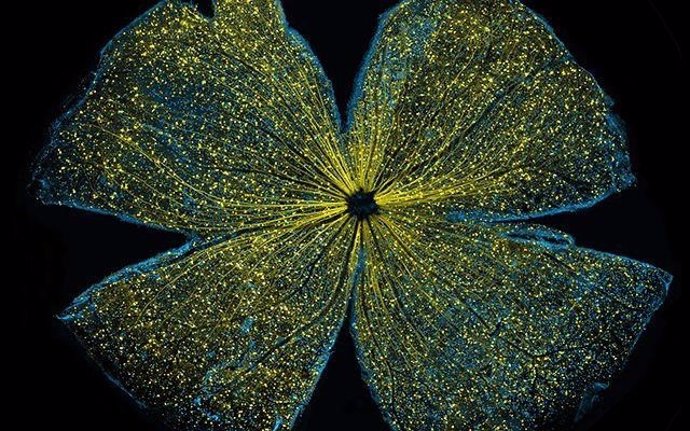 Esta es una imagen de microscopio confocal de la retina de un ratón que brilla con moléculas fluorescentes.