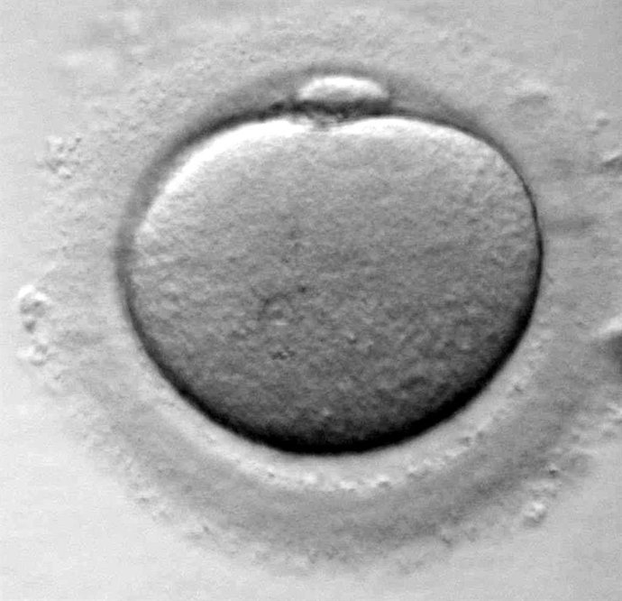 Investigadores descubren por qué el 80% de los óvulos potenciales de una hembra 