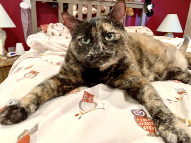 MPM_RETIREMENT_HOME_FOR_CATS_006_3340696