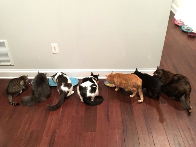 MPM_RETIREMENT_HOME_FOR_CATS_003_3340693