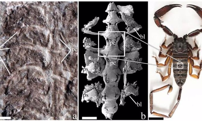 La especie de escorpión más antigua fue pionera en tierra firme