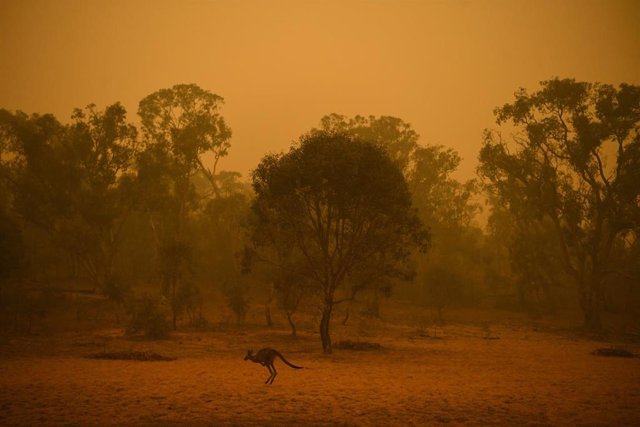 Un canguro atraviesa una región afectada por los incendios cerca de Canberra, Australia.