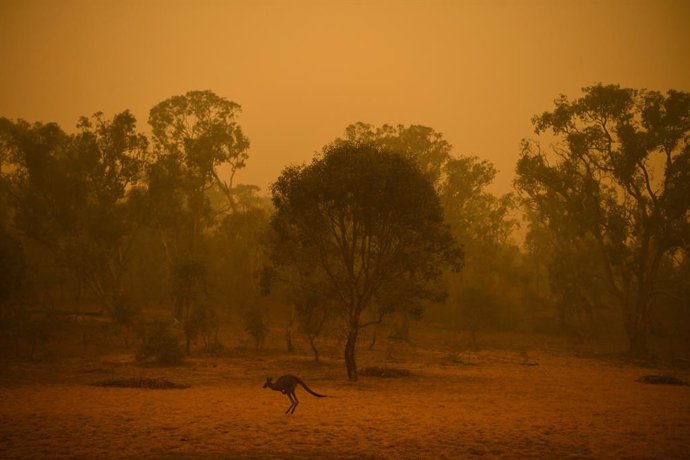Un cangur travessa una regió afectada pels incendis prop de Canberra, Austrlia.