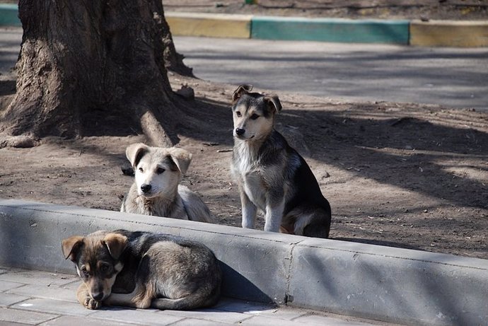 cómo interactúan los perros con los humanos