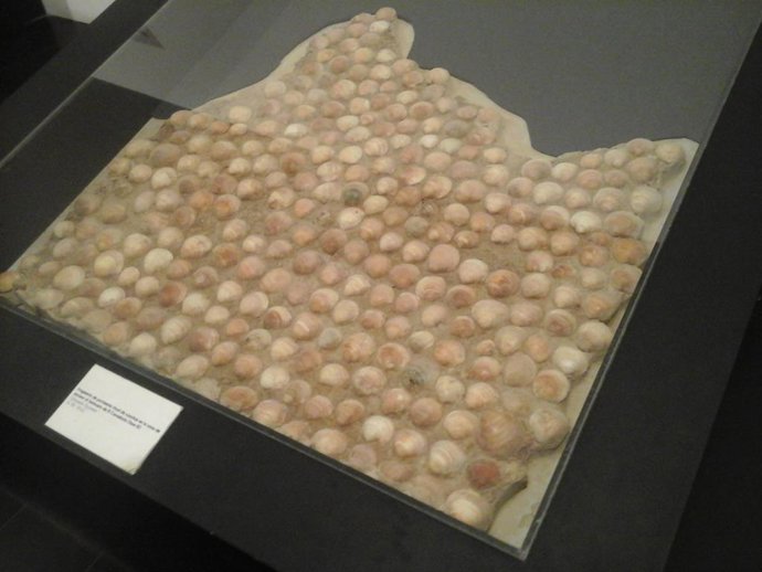 Pavimento ceremonial de conchas recuperado del yacimiento de El Carambolo