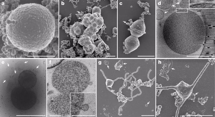 Explicación al misterioso salto evolutivo a la vida compleja en la Tierra