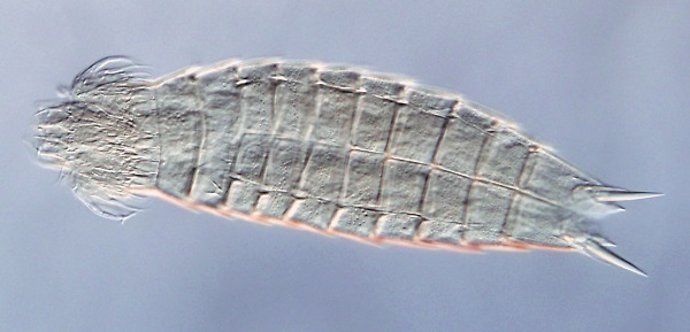 La especie Echinoderes brevipes, tomada con microscopía óptica diferencial de contraste de interferencia. / Diego Cepeda.