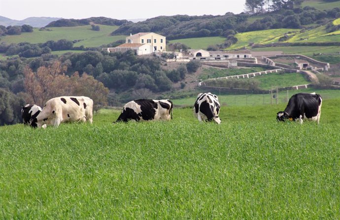 Economía/Agricultura.- Más de 700 granjas lácteas echaron el cierre en España en