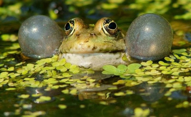 La rana mantuvo su comunicación acústica tras adaptarse a un estilo de vida diurno