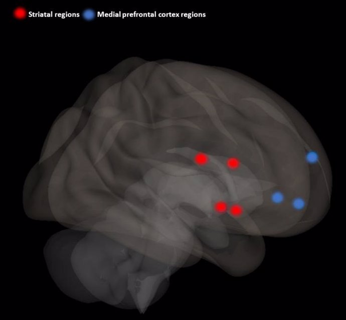 Los puntos rojos muestran las regiones examinadas en el estriado. Los investigadores calcularon correlaciones entre esas regiones estriatales y las regiones de la corteza prefrontal media que se muestran como puntos azules.