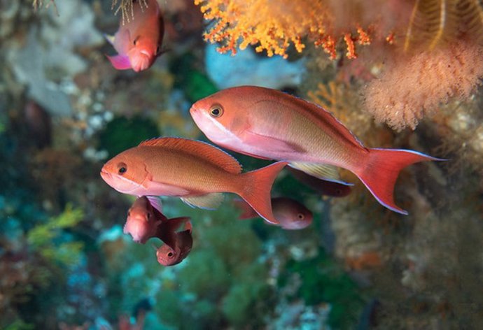 Imagen facilitada por Greenpeace