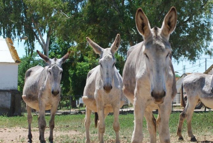 Burros de raza andaluza subastados