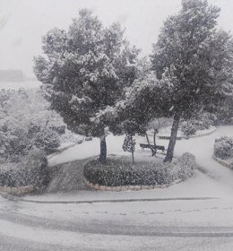 Imagen de la nevada en El Sabinar