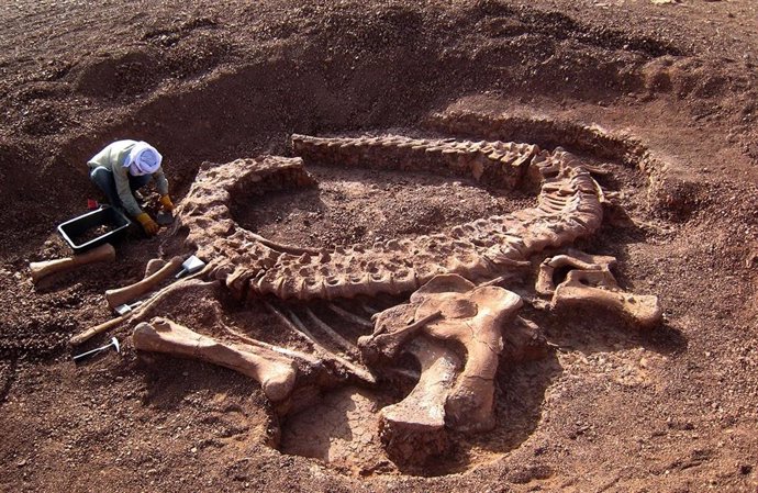 Un paleontólogo trabaja sobre el cuello de un saurópodo.