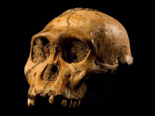 Australopithecus Sediba.