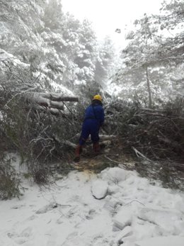 Bombero del Infoca retira un pino caído que cuarta la carretera del Río Zumeta en Jaén