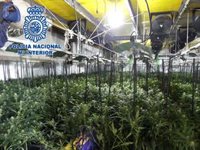 Cuatro detenidos tras desmantelar una plantación de marihuana en una nave en Arcos (Cádiz)