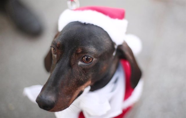 Uno de los perros que ha participado en la Carrera Sanperrestre 2019, organizada por la protectora 'El Refugio', que pide la reforma del Código Penal para endurecer las penas por delitos de maltrato de animales