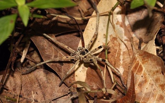 Araña malaya