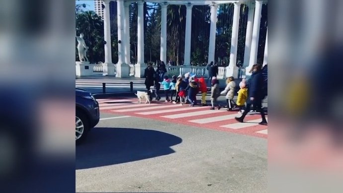 Filman a un perro callejero ayudando a un grupo de niños a cruzar con seguridad una calle en Georgia