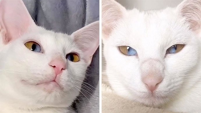 Este gato tiene una mirada única: Cada uno de sus ojos son mitad verde, mitad azules